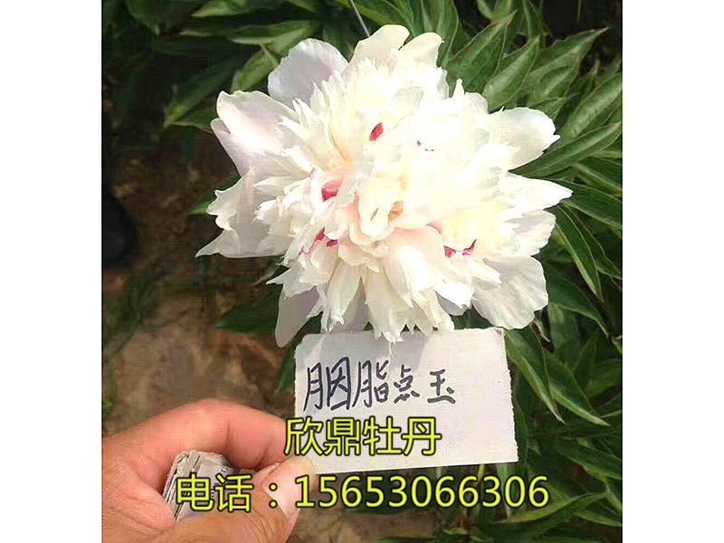 胭脂點(diǎn)玉