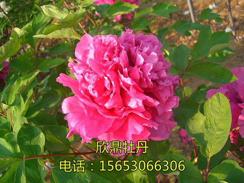 紫重樓