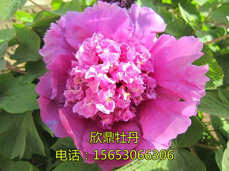 紫瑤臺