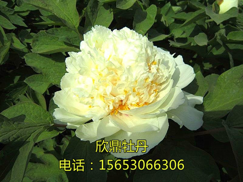 姚黃