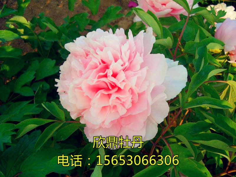 趙粉