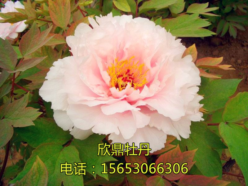 玉夫人