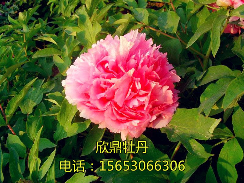 仙桃