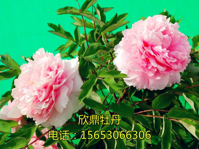 桃花玉霜