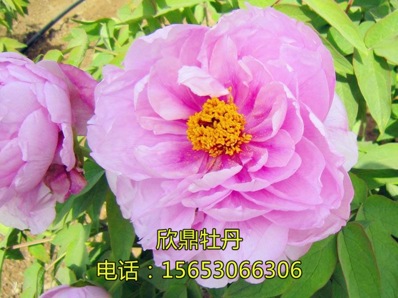 如花似玉