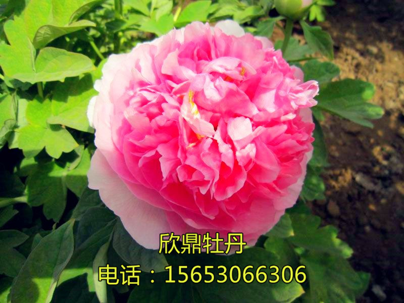 貴妃插翠
