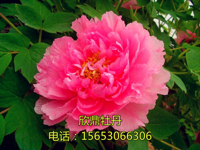 粉云金輝