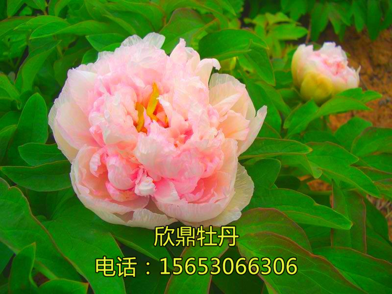 戳我试试