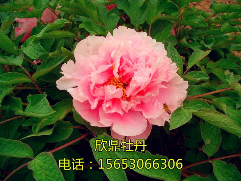玉樓春色