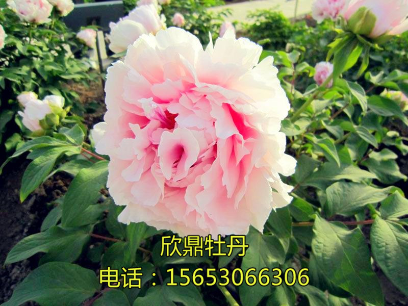 雪映桃花