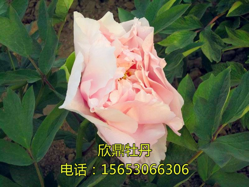 娃娃面