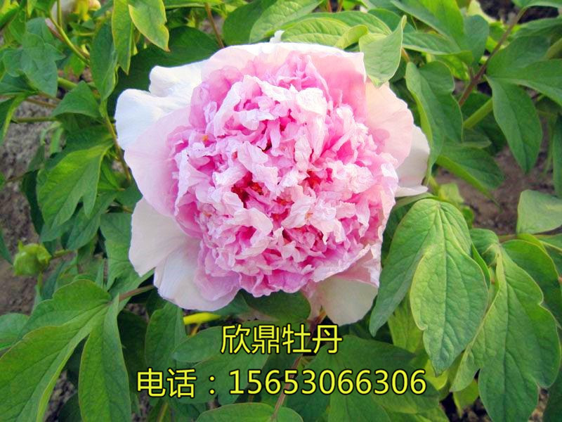 桃花映月
