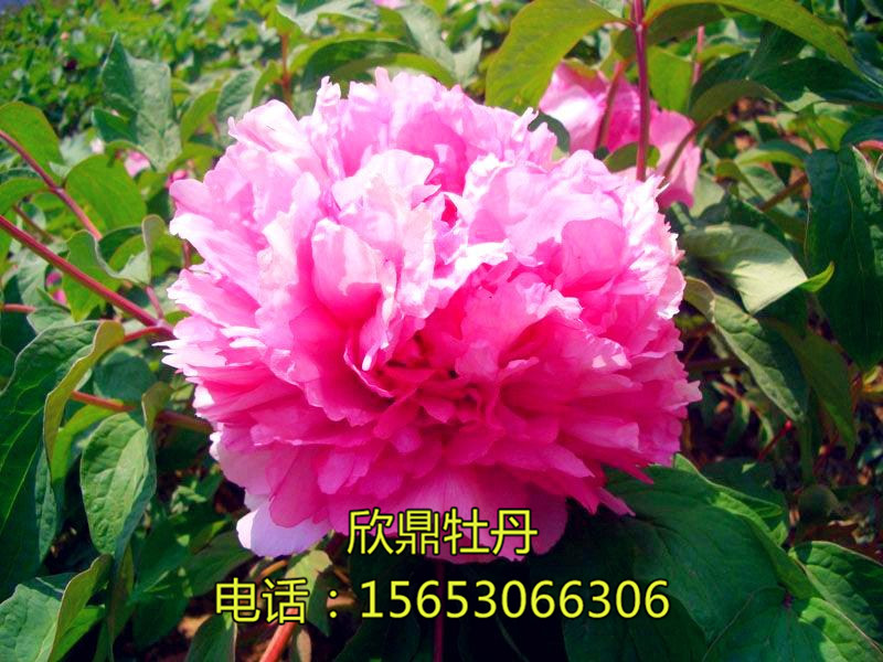 盛丹爐