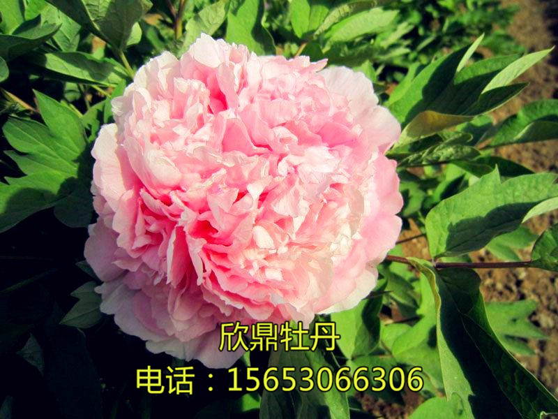 妙玉