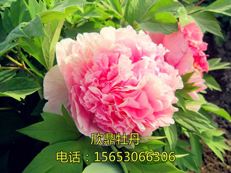 魯粉