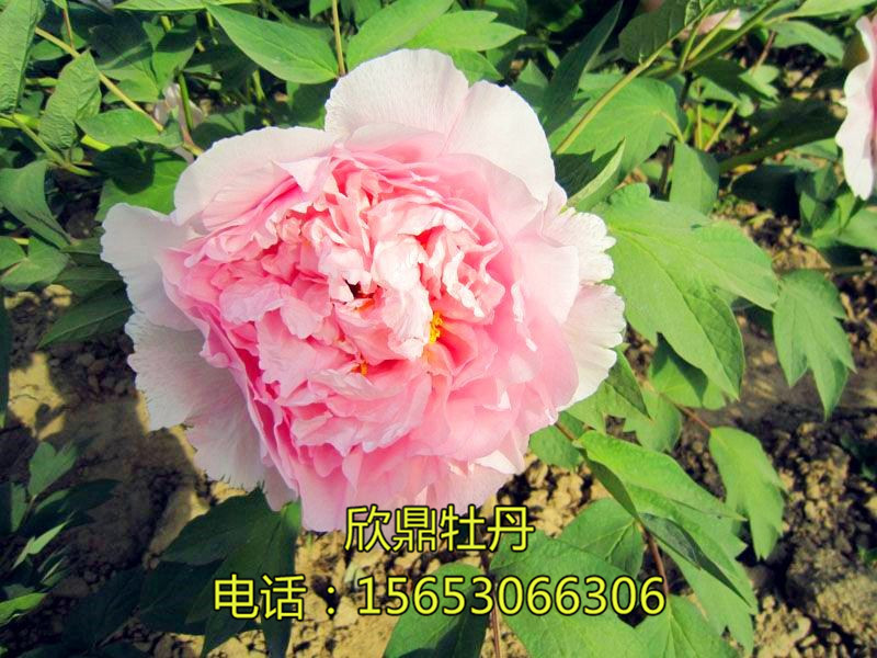觀音面