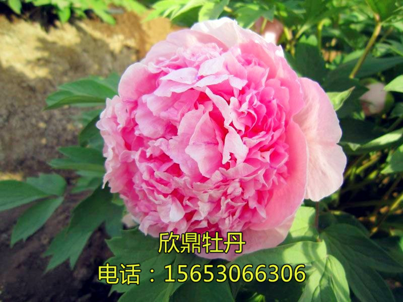 粉中冠