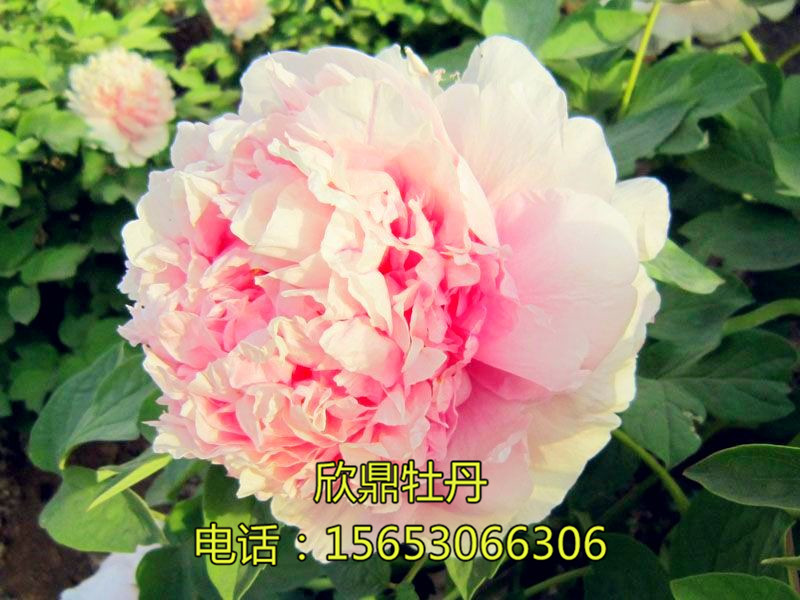粉樓臺(tái)