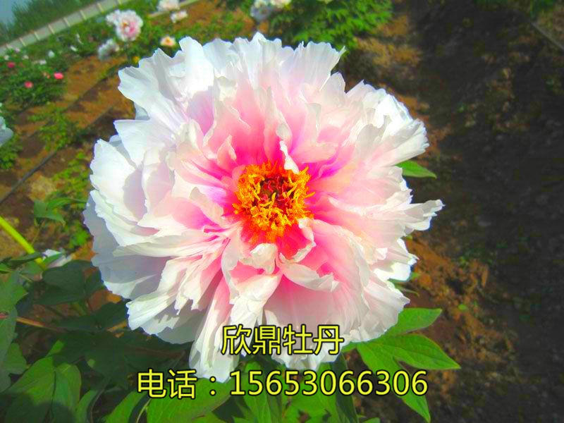 玉盤托金