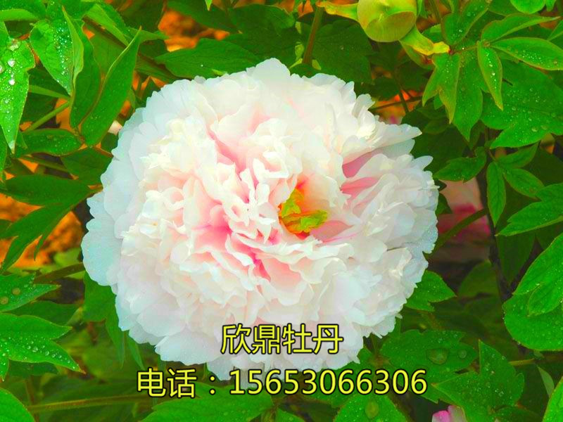 玉樓點(diǎn)翠