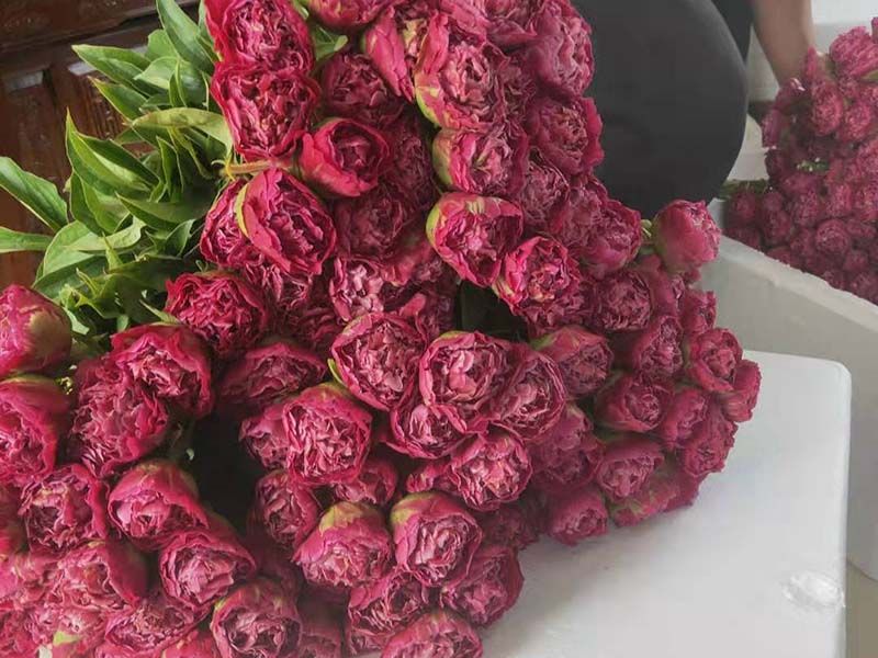 紅色芍藥
