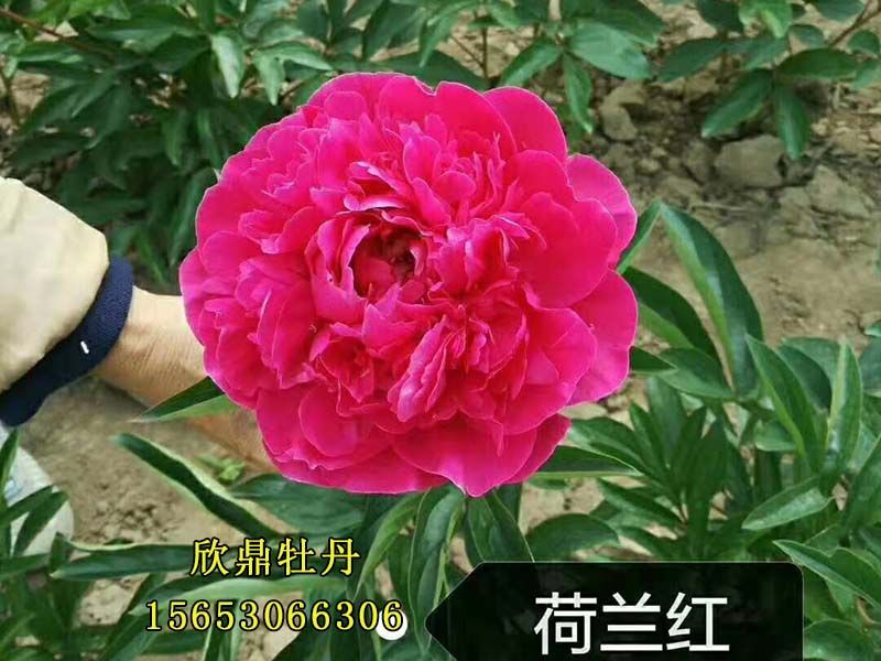 荷蘭紅