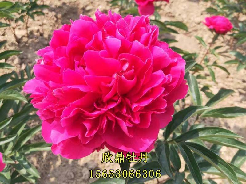 紅色芍藥
