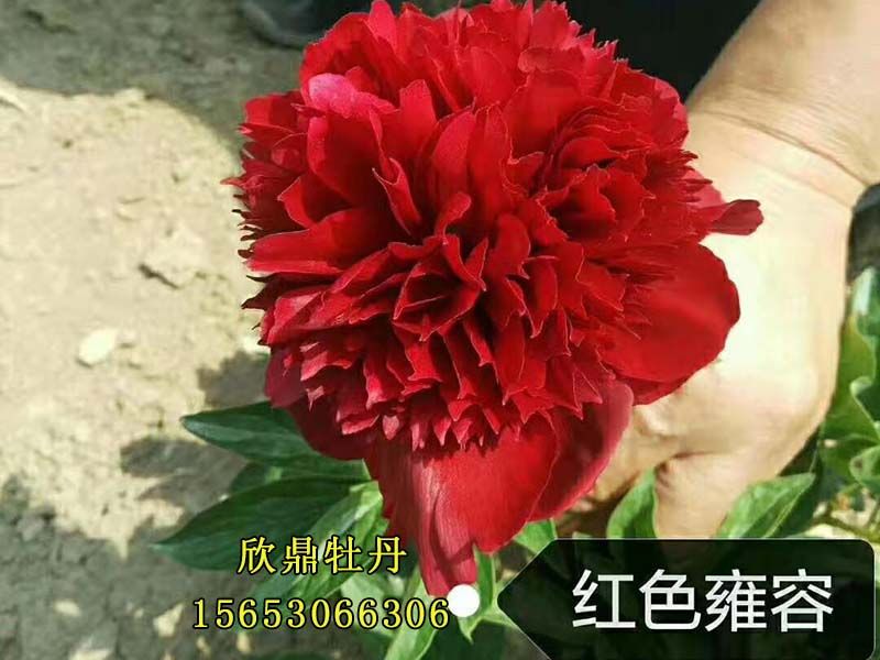 紅色雍容