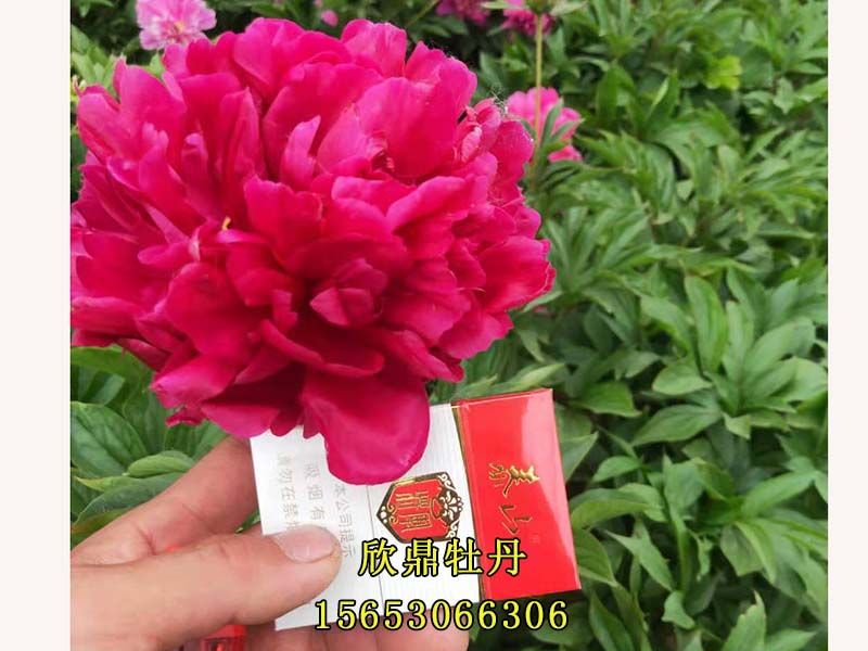 紅色芍藥