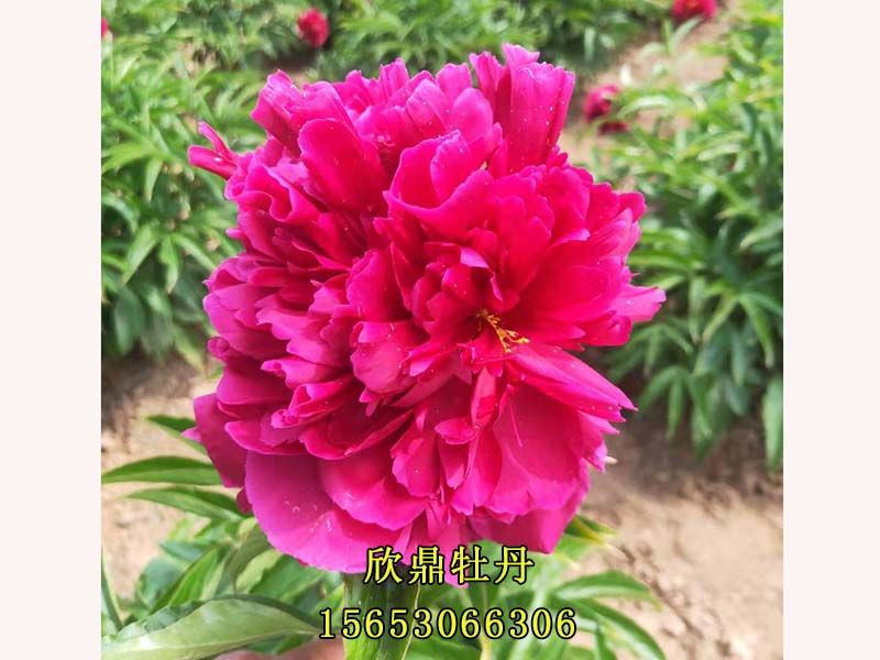 紅色芍藥