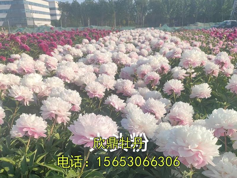 芍藥基地