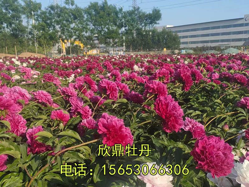 芍藥基地