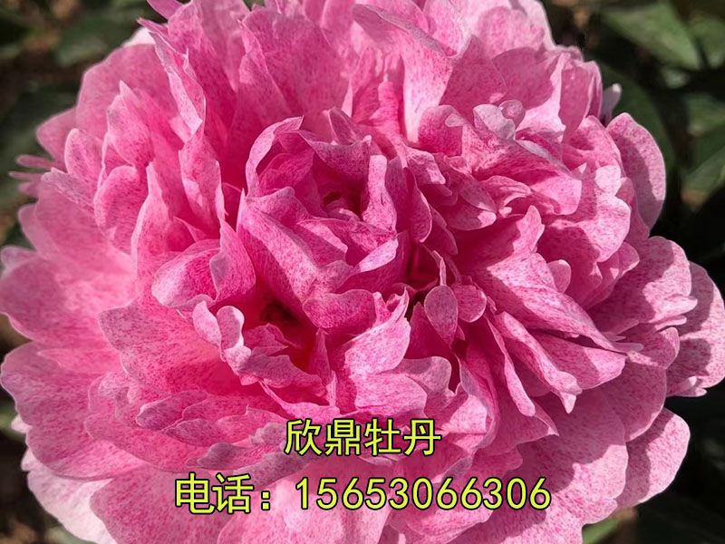 獨 家記憶